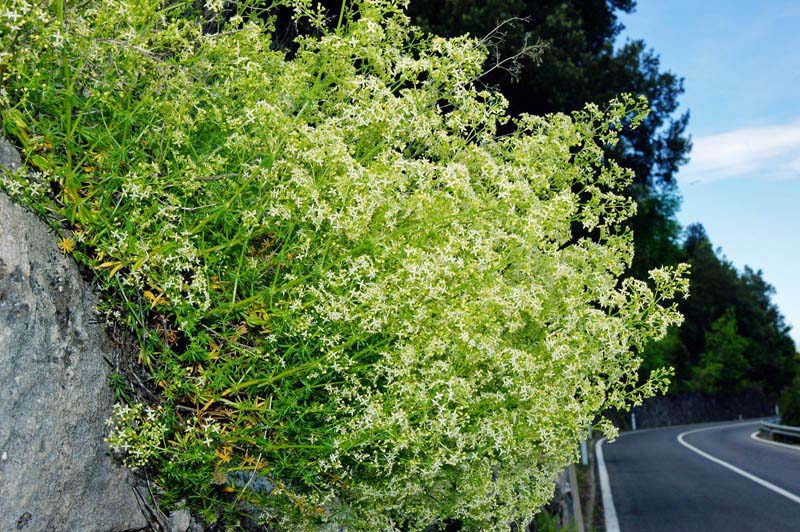 Galium lucidum / Caglio lucido